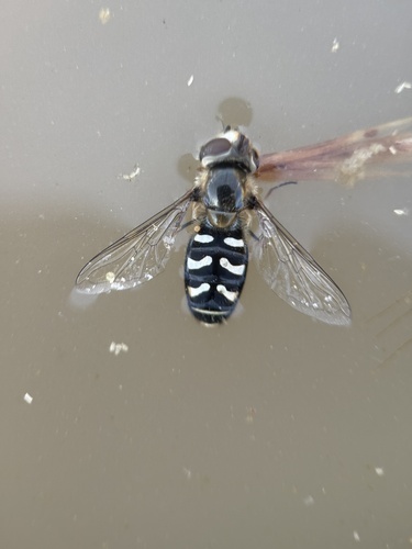 Unknown species found near Kern County, US-CA, US