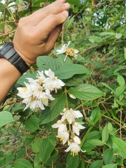 Deutzia cordatula