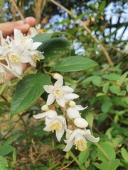 Deutzia cordatula
