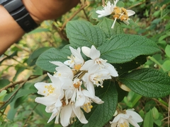 Deutzia cordatula