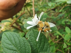 Deutzia cordatula