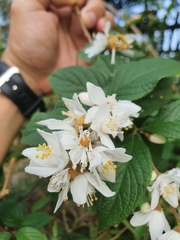Deutzia cordatula