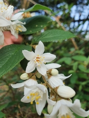 Deutzia cordatula