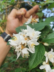 Deutzia cordatula