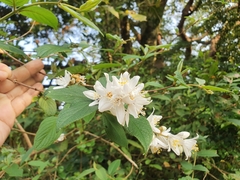 Deutzia cordatula