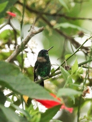 Saucerottia cyanifrons