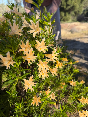 Chaparral bush monkeyflower (Diplacus linearis)