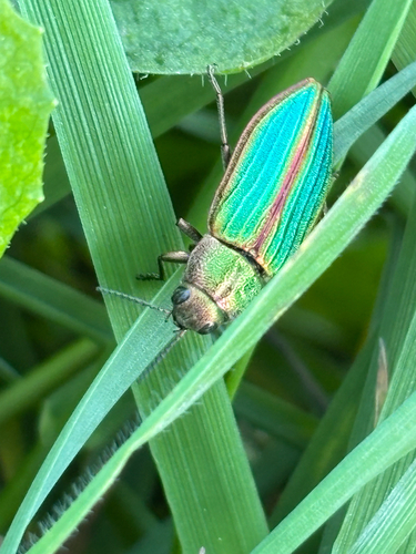 Golden Buprestid Beetle photo 5