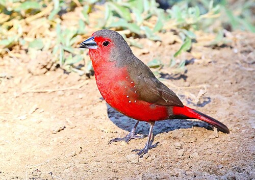 African Firefinch (Lagonosticta rubricata), photo 2
