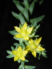 Sedum grandipetalum