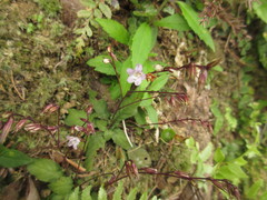Staurogyne concinnula