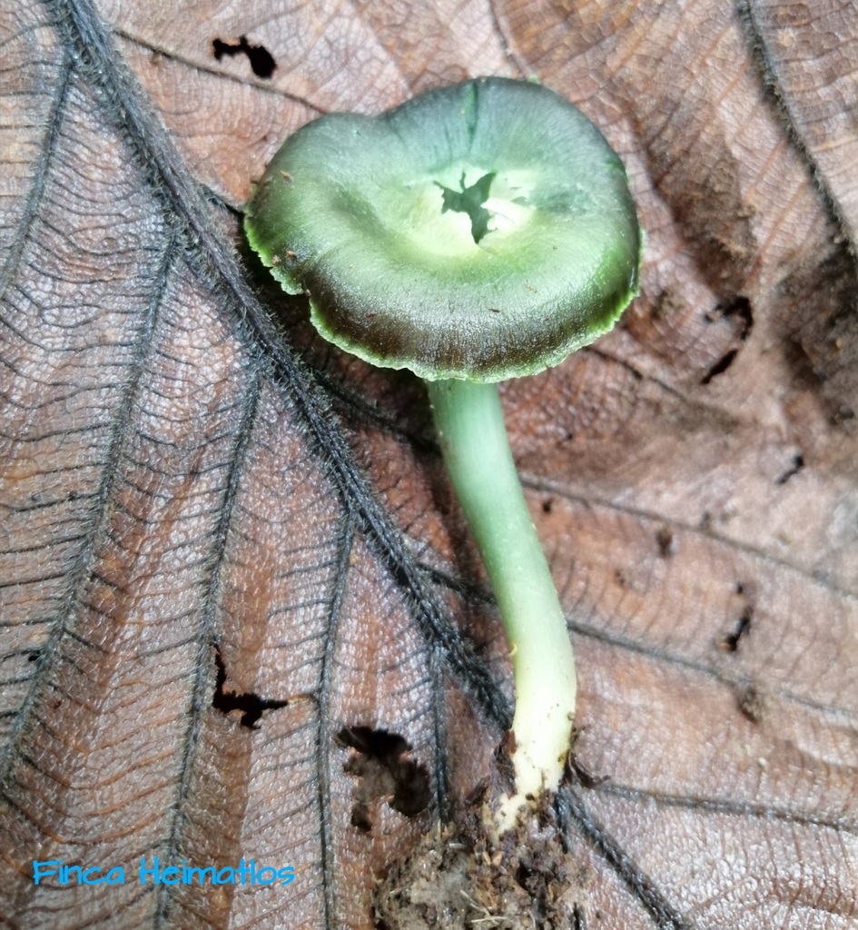 Hygrocybe viridiphylla · March 2020 · photo: © heimatlos (iNaturalist, cc0)