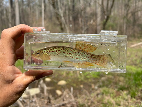 Southern studfish (Fundulus stellifer) — Fundulidae — 4