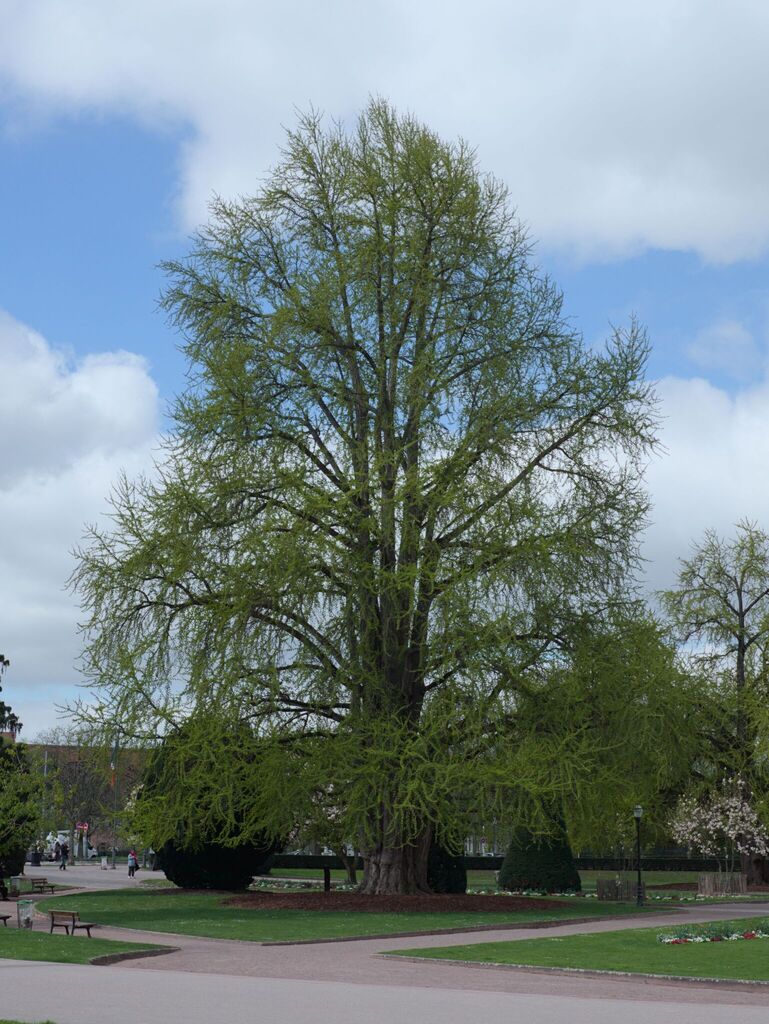 Les Ginkgos de la Place de la République