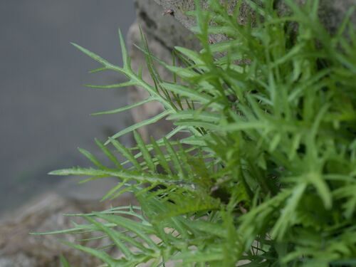 Great Yellow-Cress (Rorippa amphibia)