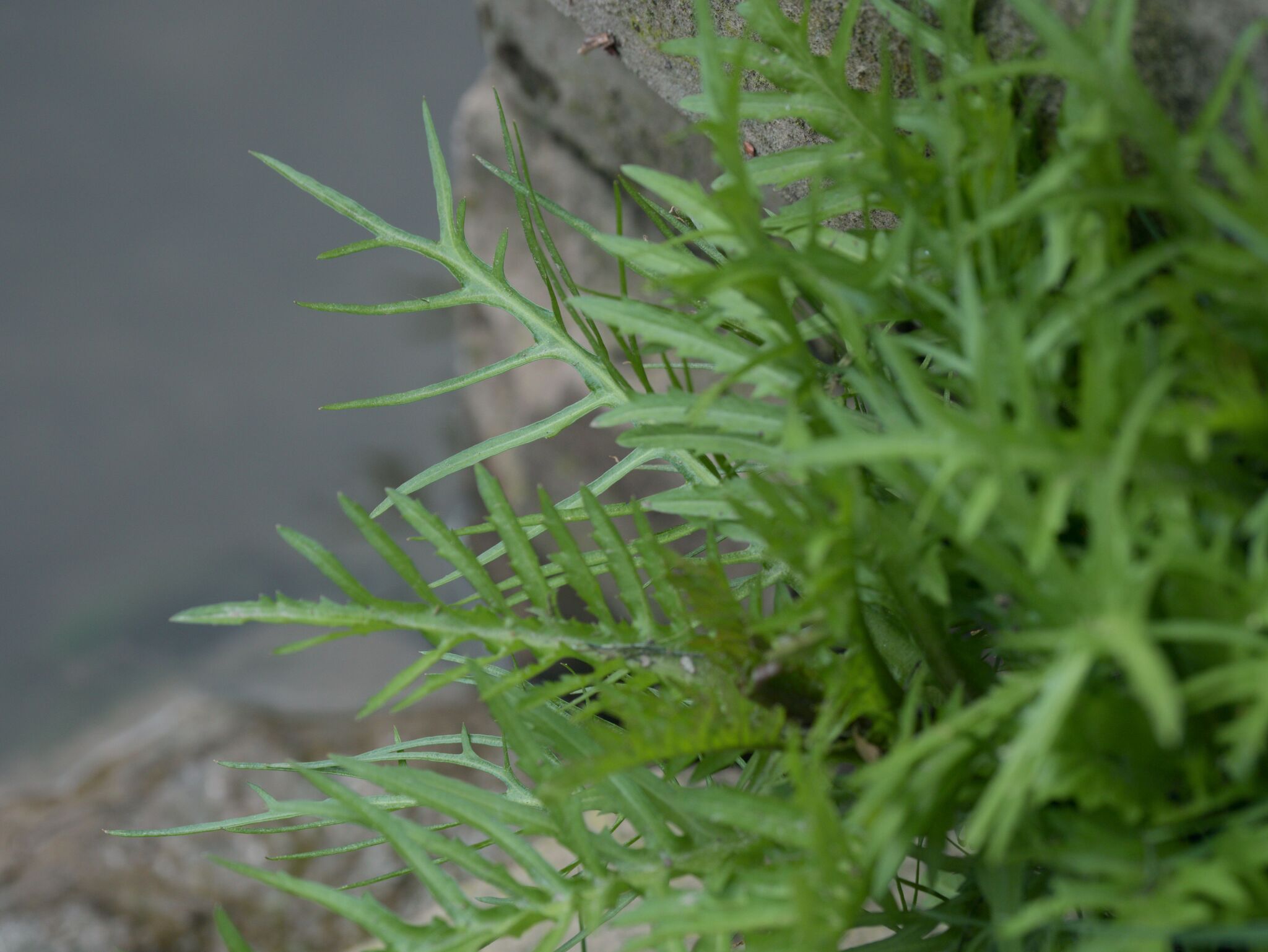 Great Yellow-Cress (Rorippa amphibia)