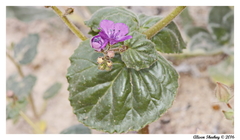 Phacelia calthifolia