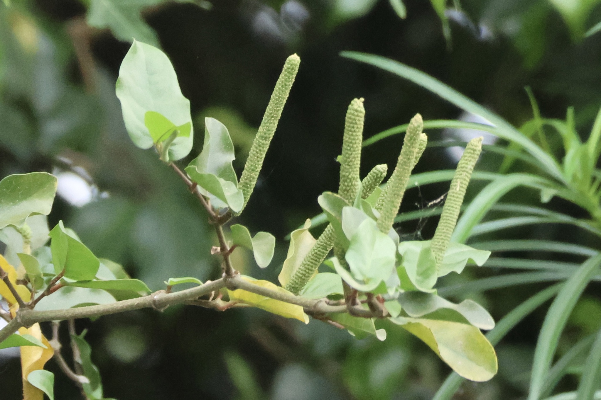 Piper Tuberculatum (Piper tuberculatum)