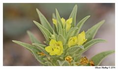 Mohavea breviflora