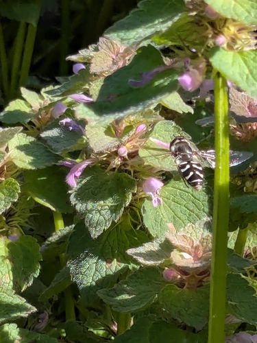Unknown species found near Centennial Community Association, Gresham, OR, USA