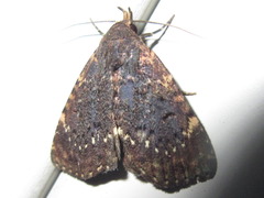 Diomea cremata