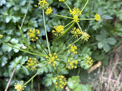Kellogg's umbrellawort (Tauschia kelloggii)