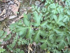 Tauschia kelloggii, photograph (c) Chuck Martin, some rights reserved (CC BY-SA)
