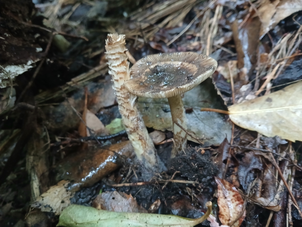 Amanita pekeoides · March 2026 · photo: © bigfarma2017 (iNaturalist, cc-by)