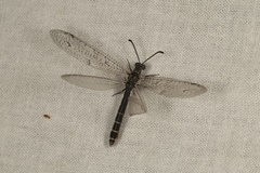 Distoplectron gerstaeckeri