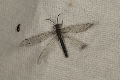 Distoplectron gerstaeckeri