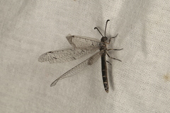 Distoplectron gerstaeckeri