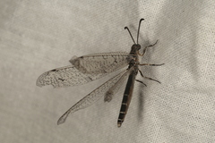 Distoplectron gerstaeckeri