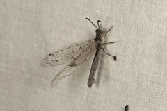 Distoplectron gerstaeckeri