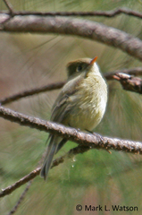Empidonax affinis