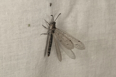 Distoplectron gerstaeckeri