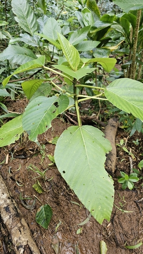 Touchardia latifolia observed 2026-03-27