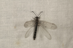 Distoplectron gerstaeckeri