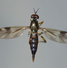 Benhamyia hoheria