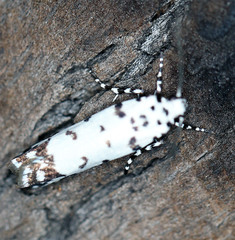 Ethmia postica