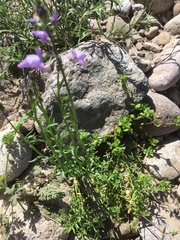 Nuttallanthus texanus