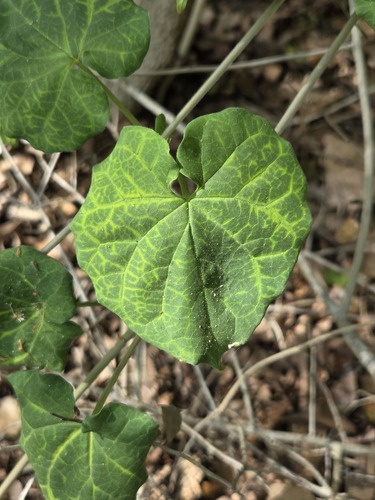 Talayote (Cynanchum unifarium)