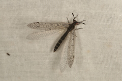 Distoplectron gerstaeckeri