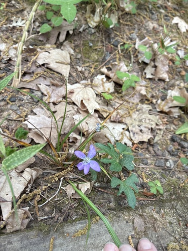 Viola palmata iNat (1)
