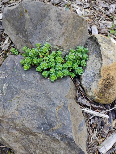 Oregon Stonecrop (Sedum oreganum)