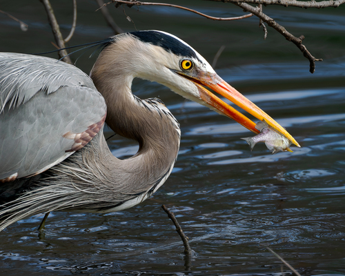 Great Blue Heron photographed in Ohio
