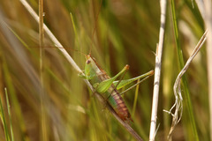 Conocephalus doryphorus