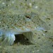 Stink-Fish - Photo (c) Henrick Michael, some rights reserved (CC BY-NC), uploaded by Henrick Michael