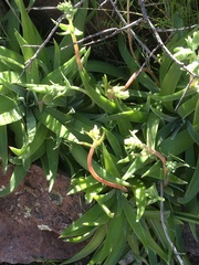 Dudleya saxosa collomiae