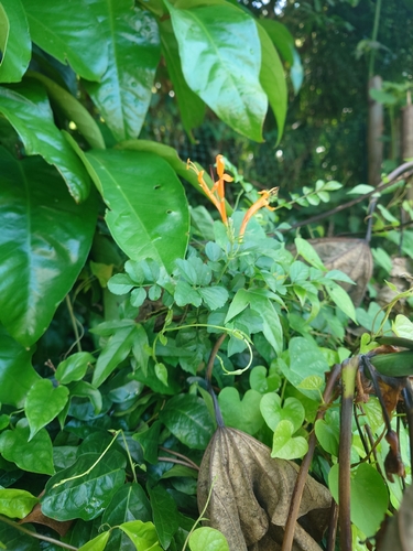 Tecomaria capensis observed 2026-03-27