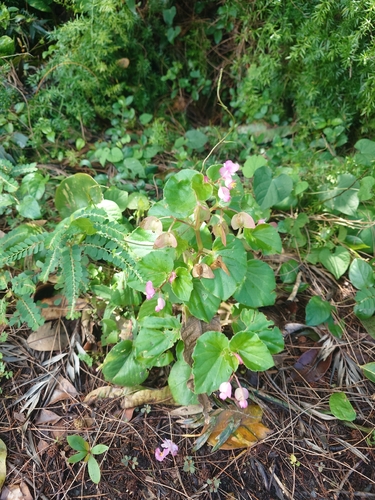 Begonia cucullata observed 2026-03-27